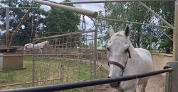 IDN250624 KINCSEM LOVASPARK