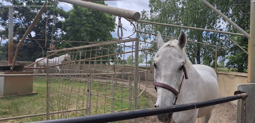 IDN250624 KINCSEM LOVASPARK